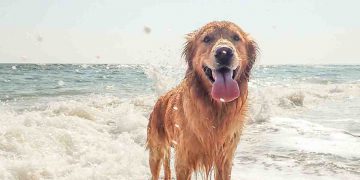 Golden Retriever on Beach