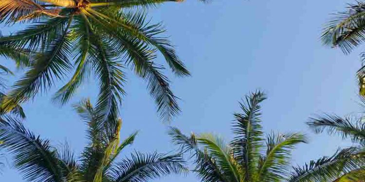 Palm trees against a blue sky