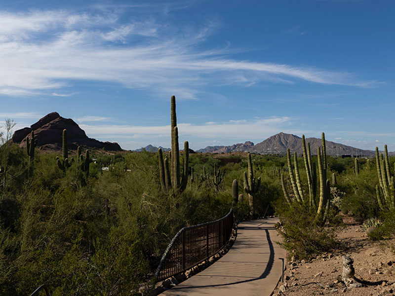 Desert Botanical Garden.