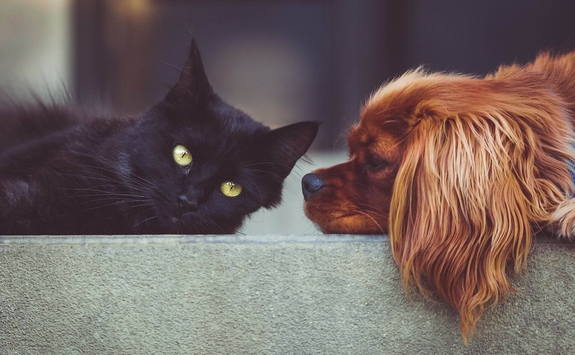 Adoptable cats and dogs in Miami, FL