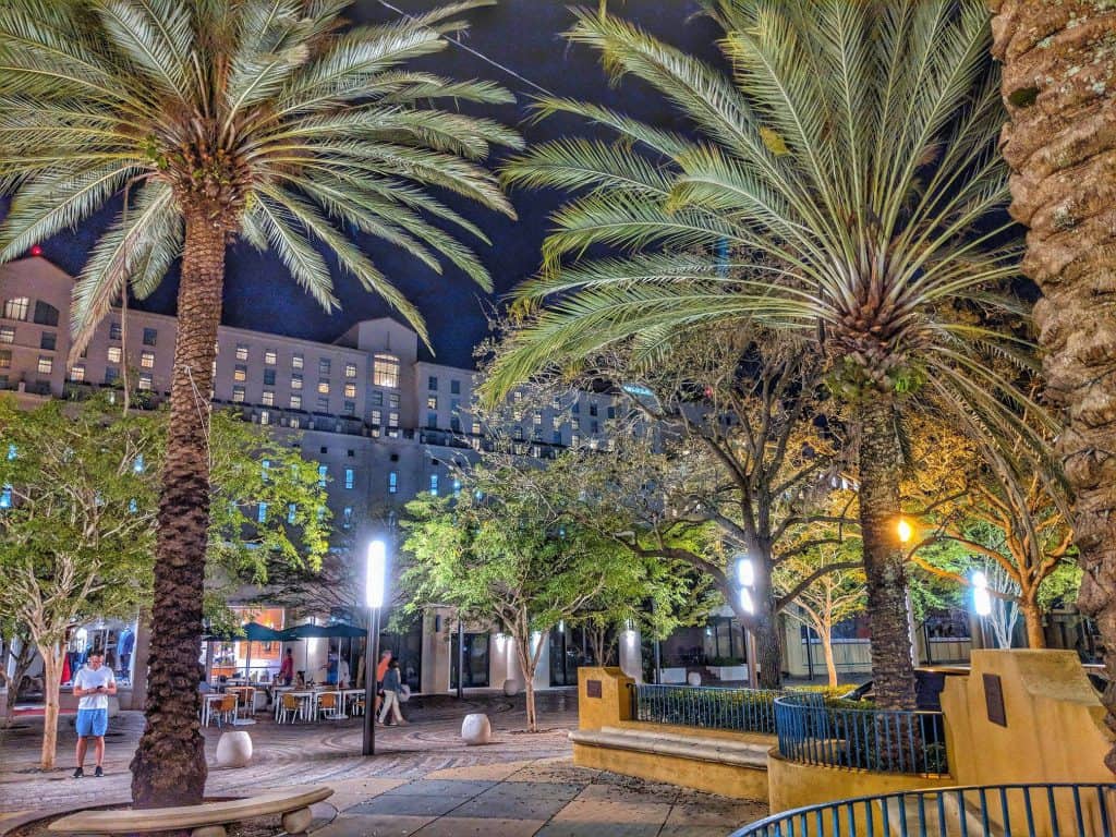 large palm trees in downtown Coral Gables, Florida