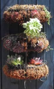 Spice racks filled with peat and growing air plants