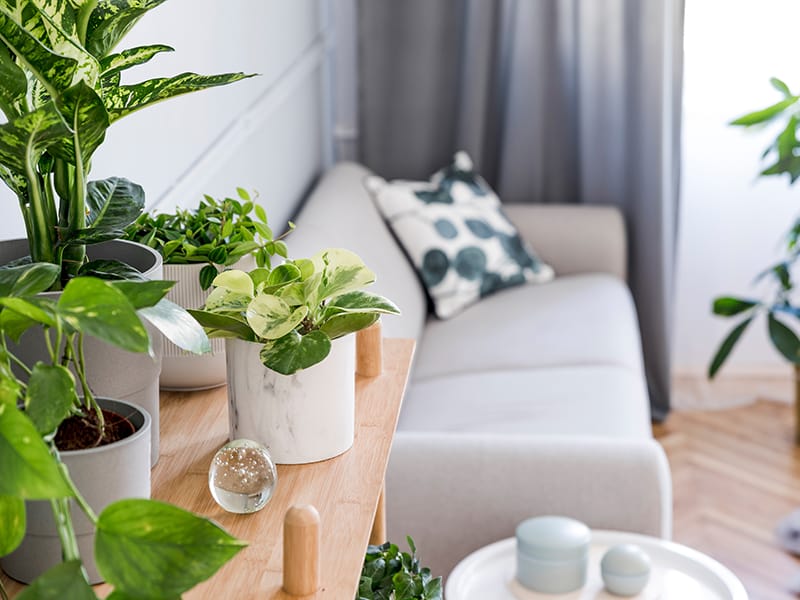 potted plants in a sitting room