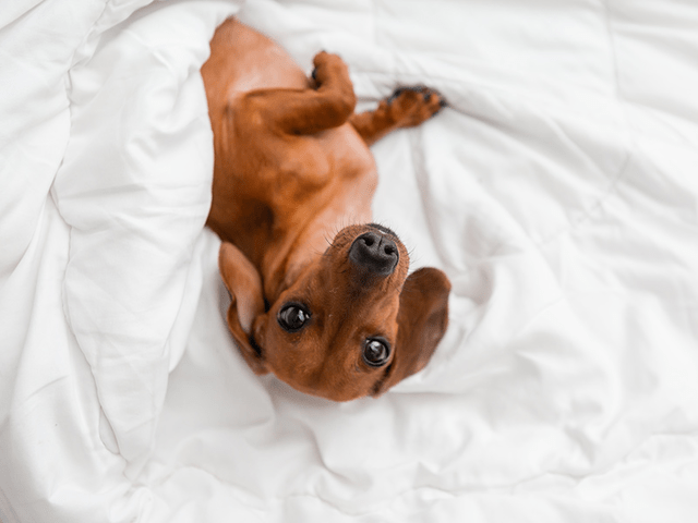 Brown dog lying on white comforter