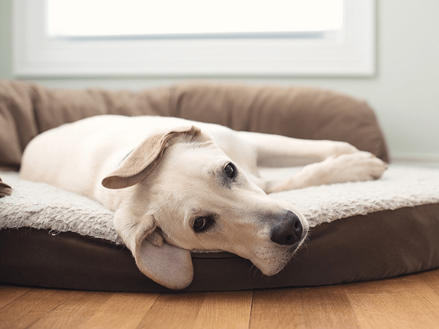White dog laying in a dog bed