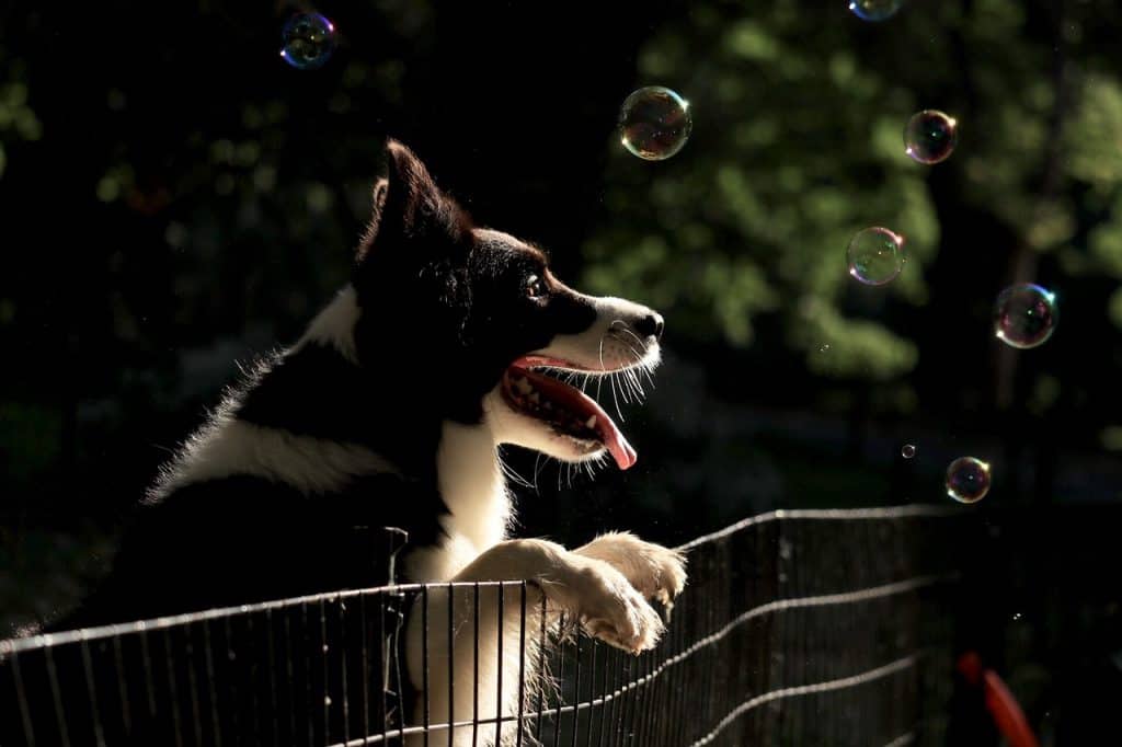 dog on fence looking at bubbles