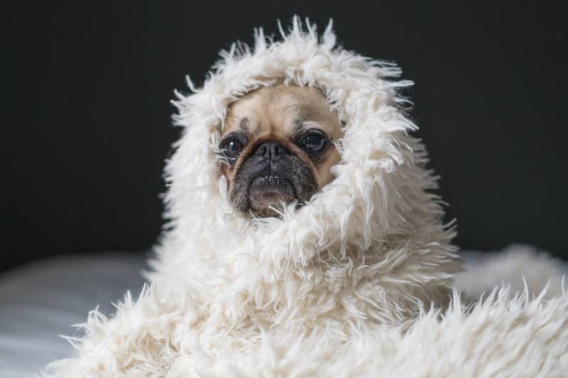 hygge blanket wrapped pug dog