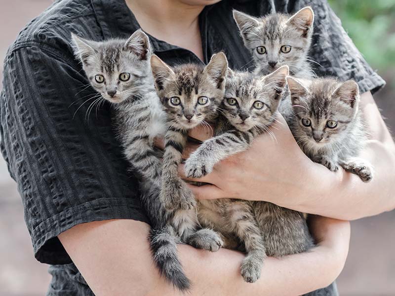 kittens