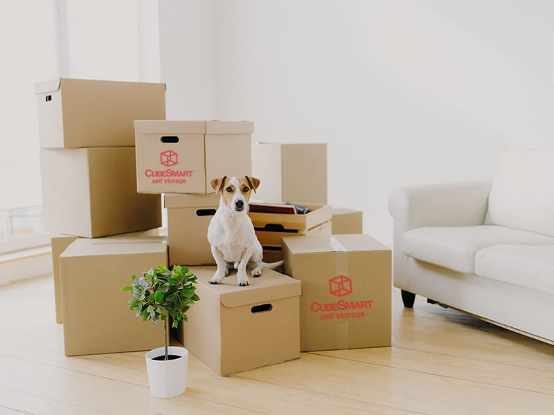 dog sitting on moving boxes