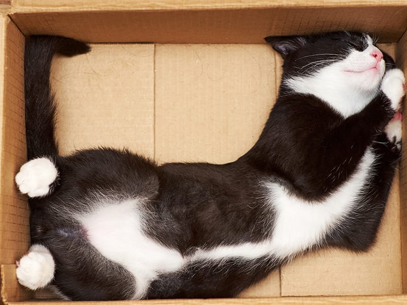 cat in a box