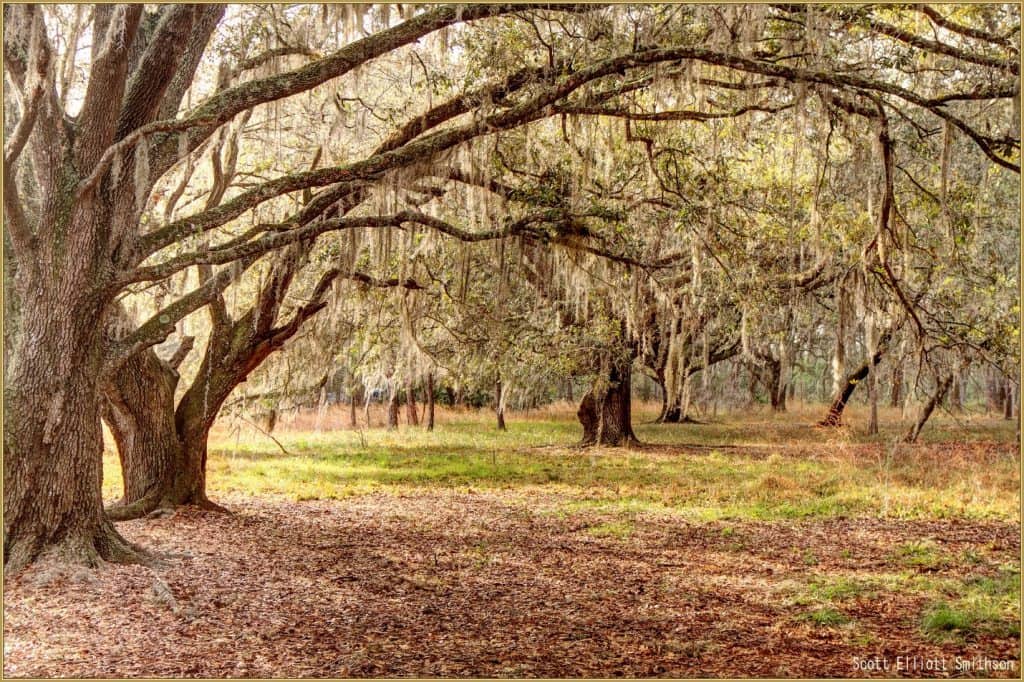 Orlando-Nature