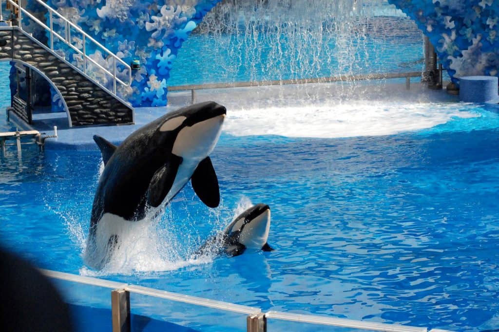 Orlando-Seaworld-Killer-Whales