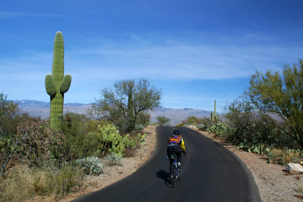 Biker on Cactus Forest Drive, Saguaro National Park, Arizona