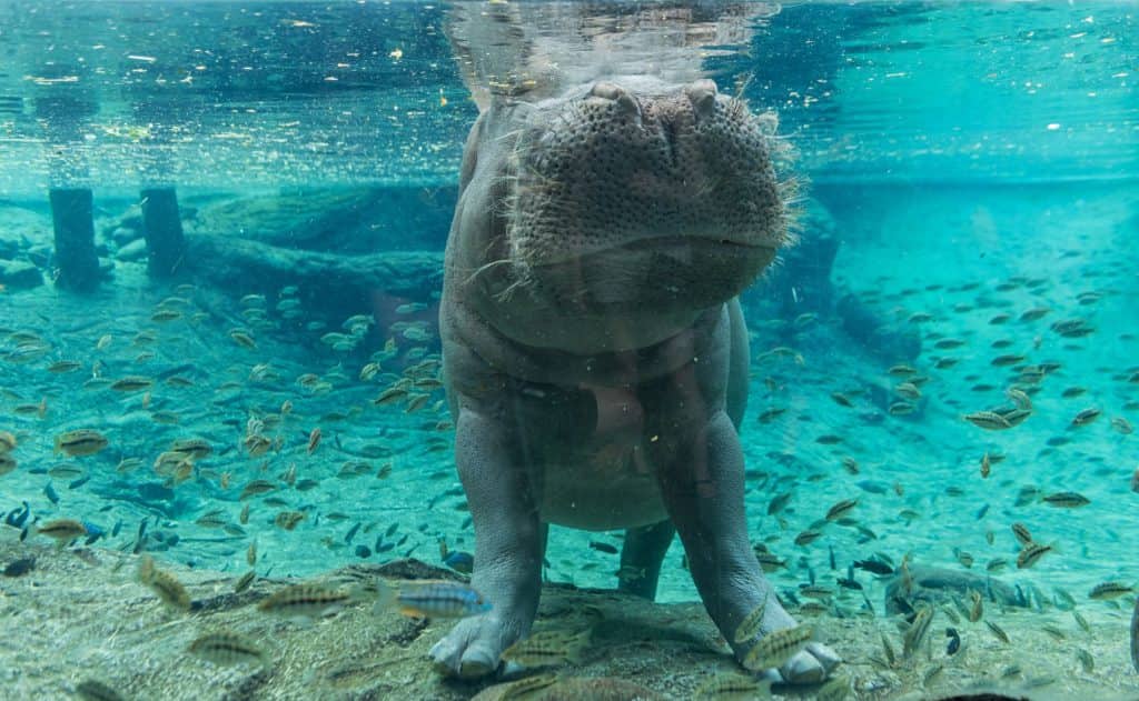 Tampa Bay Manatee