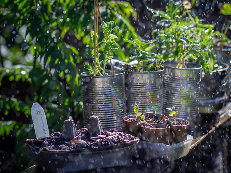tin can gardening pots