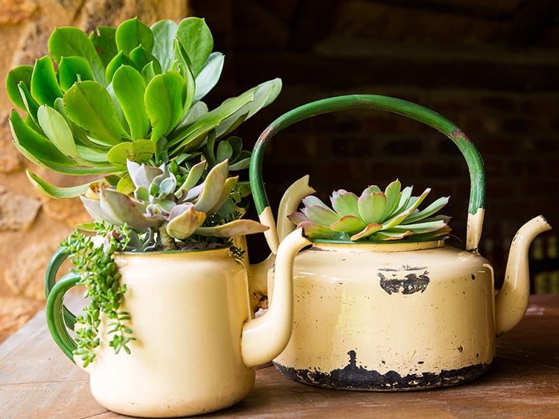 tea pots holding succulents