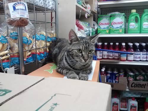 Cat in a corner store, laying on a box