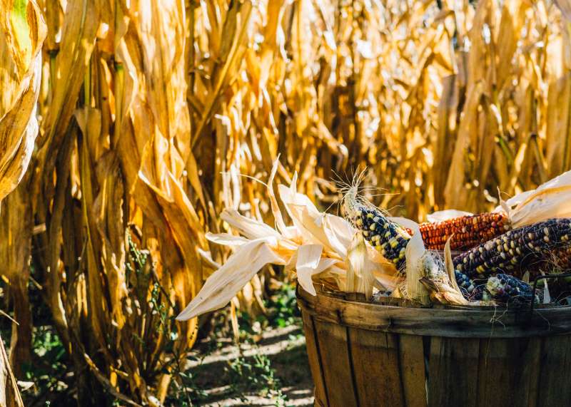 cornstalks and maize