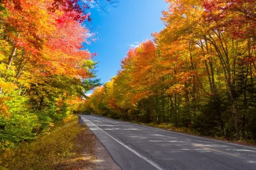 fall forest road yellow trees