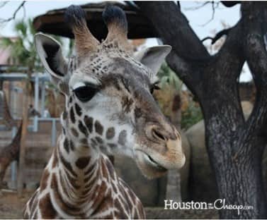 Giraffe at Houston Zoo