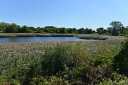 Ridgewood Resevoir Highland Park East New York Brooklyn