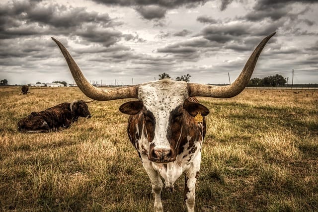 texas longhorn steer cattle