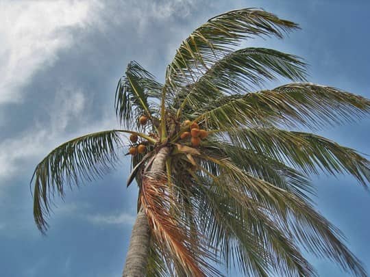 palm tree swaying as a hurricane approaches