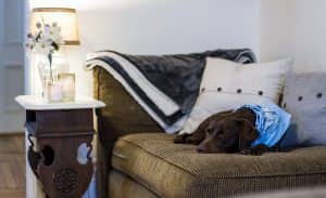 pet friendly furniture