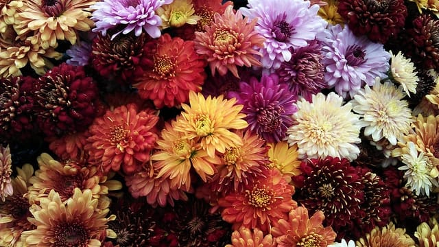 assorted color mums