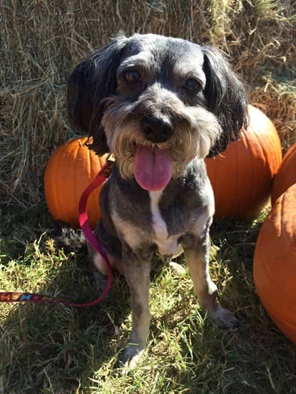 dog at fall festival in Houston, Texas
