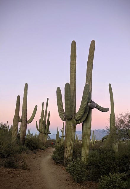 what to do in tucson - saguaro cactus