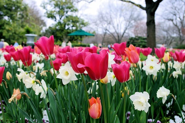 dallas flowers