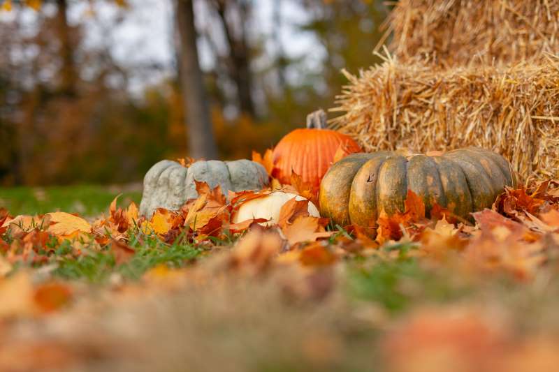 various pumpkins and hay